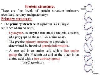 Protein structure:
There are four levels of protein structure (primary,
secondary, tertiary and quaternary)
Primary structure:
• The primary structure of a protein is its unique
sequence of amino acids.
– Lysozyme, an enzyme that attacks bacteria, consists
of a polypeptide chain of 129 amino acids.
– The precise primary structure of a protein is
determined by inherited genetic information.
– At one end is an amino acid with a free amino
group the (the N-terminus) and at the other is an
amino acid with a free carboxyl group
(the C-terminus).
 