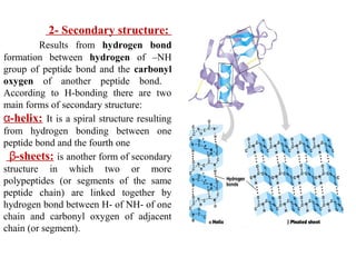 2- Secondary structure:
Results from hydrogen bond
formation between hydrogen of –NH
group of peptide bond and the carbonyl
oxygen of another peptide bond.
According to H-bonding there are two
main forms of secondary structure:
-helix:α It is a spiral structure resulting
from hydrogen bonding between one
peptide bond and the fourth one
-sheets:β is another form of secondary
structure in which two or more
polypeptides (or segments of the same
peptide chain) are linked together by
hydrogen bond between H- of NH- of one
chain and carbonyl oxygen of adjacent
chain (or segment).
 
