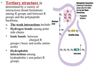 • Tertiary structure is
determined by a variety of
interactions (bond formation)
among R groups and between R
groups and the polypeptide
backbone.
a. The weak interactions include:
 Hydrogen bonds among polar
side chains
 Ionic bonds between
charged R
groups ( basic and acidic amino
acids)
 Hydrophobic
interactions among
hydrophobic ( non polar) R
groups.
 