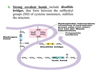 b. Strong covalent bonds include disulfide
bridges, that form between the sulfhydryl
groups (SH) of cysteine monomers, stabilize
the structure.
 
