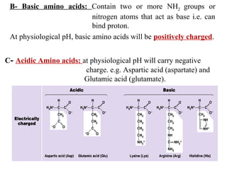 B- Basic amino acids: Contain two or more NH2 groups or
nitrogen atoms that act as base i.e. can
bind proton.
At physiological pH, basic amino acids will be positively charged.
C- Acidic Amino acids: at physiological pH will carry negative
charge. e.g. Aspartic acid (aspartate) and
Glutamic acid (glutamate).
 