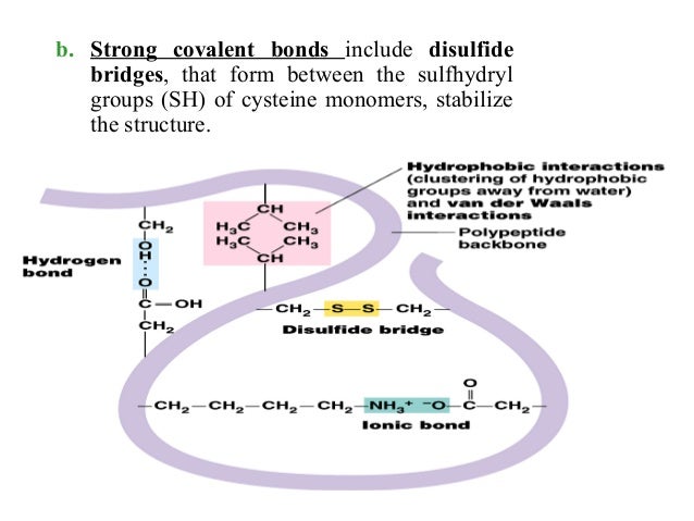 hydrophobic amino acids bonding hydrophobic amino acids bonding