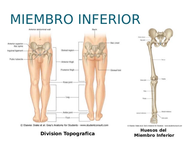 El aumento del miembro físico