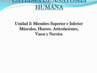 CÁTEDRA DE ANATOMIA
HUMANA
Unidad 2: Miembro Superior e Inferior
Músculos, Huesos, Articulaciones,
Vasos y Nervios

 