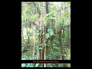 Enchevêtrement de ficus 