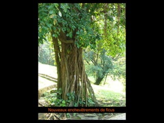 Nouveaux enchevêtrements de ficus 