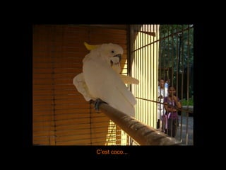 C’est coco... 