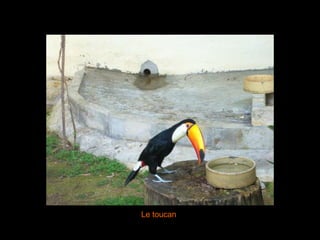 Le toucan 