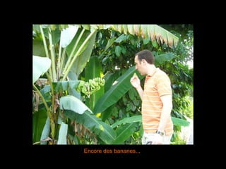 Encore des bananes... 