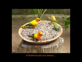 A l’entrée du parc aux oiseaux... 