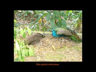 Des paons amoureux 