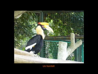 Un hornbill 