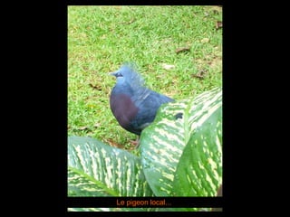 Le pigeon local... 