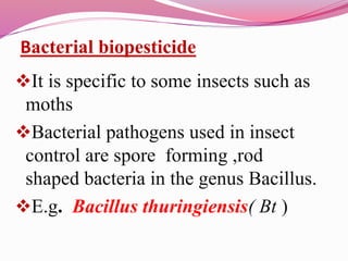 Bacillus thuringiensis( Bt )
Aerobic ,Gram positive ,spore forming soli
bacterium.
Used as an insecticide.
It control p...