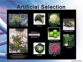 Artificial Selection




                       ALBIO9700/2006JK
 
