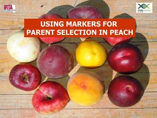 USING MARKERS FOR
PARENT SELECTION IN PEACH
 