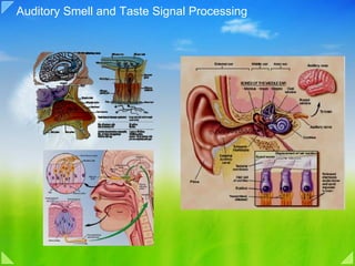 Auditory Smell and Taste Signal Processing
 
