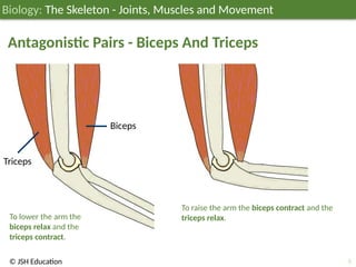 JSH03B019 The Skeleton - Joints, Muscles and Movement; Biology ...
