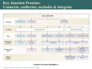 Copyright © 2004 Pearson Education, Inc., publishing as Benjamin CummingsCopyright © 2004 Pearson Education, Inc., publishing as Benjamin Cummings
Key Junction Proteins:
Connexin, cadherins, occludin & integrins
Figure 3-15: A map of cell junctionsFor more Visit www.dentaltutor.in
 