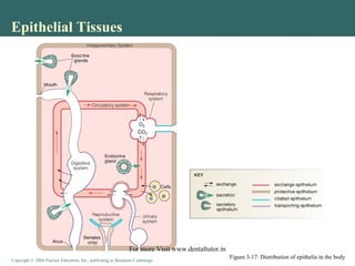 Copyright © 2004 Pearson Education, Inc., publishing as Benjamin CummingsCopyright © 2004 Pearson Education, Inc., publishing as Benjamin Cummings
Epithelial Tissues
Figure 3-17: Distribution of epithelia in the body
For more Visit www.dentaltutor.in
 