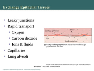 Copyright © 2004 Pearson Education, Inc., publishing as Benjamin CummingsCopyright © 2004 Pearson Education, Inc., publishing as Benjamin Cummings
• Leaky junctions
• Rapid transport
• Oxygen
• Carbon dioxide
• Ions & fluids
• Capillaries
• Lung alveoli
Exchange Epithelial Tissues
Figure 3-18a: Movement of substances across tight and leaky epithelia
For more Visit www.dentaltutor.in
 