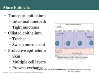 Copyright © 2004 Pearson Education, Inc., publishing as Benjamin CummingsCopyright © 2004 Pearson Education, Inc., publishing as Benjamin Cummings
• Transport epithelium
• Intestinal microvili
• Tight junctions
• Ciliated epithelium
• Trachea
• Sweep mucous out
• Protective epithelium
• Skin
• Multiple cell layers
• Prevent exchange
More Epithelia
Figure 3-18b: Movement of substances across tight
and leaky epithelia
For more Visit www.dentaltutor.in
 