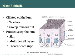 Copyright © 2004 Pearson Education, Inc., publishing as Benjamin CummingsCopyright © 2004 Pearson Education, Inc., publishing as Benjamin Cummings
• Ciliated epithelium
• Trachea
• Sweep mucous out
• Protective epithelium
• Skin
• Multiple cell layers
• Prevent exchange
More Epithelia
Figure 3-19a: Ciliated epithelia
For more Visit www.dentaltutor.in
 