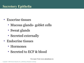 Copyright © 2004 Pearson Education, Inc., publishing as Benjamin CummingsCopyright © 2004 Pearson Education, Inc., publishing as Benjamin Cummings
• Exocrine tissues
• Mucous glands- goblet cells
• Sweat glands
• Secreted externally
• Endocrine tissues
• Hormones
• Secreted to ECF & blood
Secretory Epithelia
For more Visit www.dentaltutor.in
 