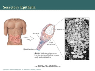 Copyright © 2004 Pearson Education, Inc., publishing as Benjamin CummingsCopyright © 2004 Pearson Education, Inc., publishing as Benjamin Cummings
Secretory Epithelia
Figure 3-20: Goblet cellsFor more Visit www.dentaltutor.in
 