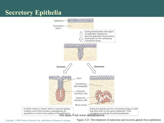 Copyright © 2004 Pearson Education, Inc., publishing as Benjamin CummingsCopyright © 2004 Pearson Education, Inc., publishing as Benjamin Cummings
Secretory Epithelia
Figure 3-21: Development of endocrine and exocrine glands from epithelium
For more Visit www.dentaltutor.in
 