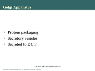 Copyright © 2004 Pearson Education, Inc., publishing as Benjamin CummingsCopyright © 2004 Pearson Education, Inc., publishing as Benjamin Cummings
• Protein packaging
• Secretory vesicles
• Secreted to E C F
Golgi Apparatus
For more Visit www.dentaltutor.in
 