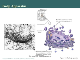 Copyright © 2004 Pearson Education, Inc., publishing as Benjamin CummingsCopyright © 2004 Pearson Education, Inc., publishing as Benjamin Cummings
Golgi Apparatus
Figure 3-11: The Golgi apparatus
For more Visit www.dentaltutor.in
 
