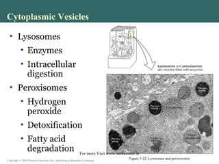 Copyright © 2004 Pearson Education, Inc., publishing as Benjamin CummingsCopyright © 2004 Pearson Education, Inc., publishing as Benjamin Cummings
• Lysosomes
• Enzymes
• Intracellular
digestion
• Peroxisomes
• Hydrogen
peroxide
• Detoxification
• Fatty acid
degradation
Cytoplasmic Vesicles
Figure 3-12: Lysosomes and peroxisomes
For more Visit www.dentaltutor.in
 