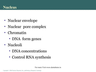 Copyright © 2004 Pearson Education, Inc., publishing as Benjamin CummingsCopyright © 2004 Pearson Education, Inc., publishing as Benjamin Cummings
• Nuclear envelope
• Nuclear pore complex
• Chromatin
• DNA form genes
• Nucleoli
• DNA concentrations
• Control RNA synthesis
Nucleus
For more Visit www.dentaltutor.in
 