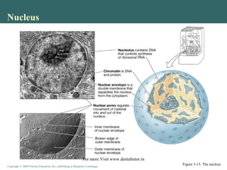 Copyright © 2004 Pearson Education, Inc., publishing as Benjamin CummingsCopyright © 2004 Pearson Education, Inc., publishing as Benjamin Cummings
Nucleus
Figure 3-13: The nucleus
For more Visit www.dentaltutor.in
 