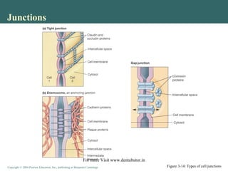 Copyright © 2004 Pearson Education, Inc., publishing as Benjamin CummingsCopyright © 2004 Pearson Education, Inc., publishing as Benjamin Cummings
Junctions
Figure 3-14: Types of cell junctions
For more Visit www.dentaltutor.in
 