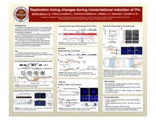 Replication timing changes during transcriptional induction of Ptn 
 
RIVERA-MULIA J. C.1, TREVILLA-GARCÍA C.1, CORTES-GUTIERREZ M.2, DENNIS J. H.1, HIRATANI I.3, GILBERT D. M.1 
 
1Department of Biological Science, Florida State University, Tallahassee, FL, USA. 2Lieber Institute for Brain Development, Baltimore, MD, USA.  
3Biological Macromolecules Laboratory, National Institute of Genetics, Mishima, Japan. "
FUTURE DIRECTIONS"
"
•  Analyze replication-timing after removing the selectable
marker in mESCs."
•  Analyze replication-timing of PtnP+/- and NFR+/- mES cell
lines."
•  Generate homozygous mutant cell lines."
•  Analyze replication-timing in homozygous mutants mESCs."
•  Analyze replication-timing during NPC differentiation."
FIGURE 1. Genome context of the Ptn gene and its replication-
timing during mESC to NPC differentiation. "
FIGURE 2. RT change of Ptn is coincident with its transcriptional
induction and subnuclear repositioning. "
Mtpn% Chrm2% Ptn% Dgki%
5.0
0.0
-5.0
35.5M 36.0M 36.5M 37.0M
Nucleosome
Occupancy
NFR
36778K 36779K 36780K 36781K 36782K 36783K
5.0
0.0
-5.0
Nucleosome
Occupancy
NPCsmESCs
FIGURE 3. Nucleosome occupancy was determined by hybridization of
mononucleosomes against reference genomic DNA."
FIGURE 5. (A) qPCR screening of HygroR mESC colonies. (B) FISH
probes. (C) Screening of HygroR mESC colonies by FISH."
-1
0
1
Dup
C3-5k
A6-5k
A7-5K
A12-5K
B2-5k
B8-5K
B11-5k
A3-5K
B5-5k
A5-5k
B10-5k
A2-5
D3Cx
A1-5k
A11-5k
C2-5k
B9-5
C1-5k
C4-5
B12-5k
B4-5k
A8-5k
A9-5k
A10-5K
B7-5K
C7-5
B1-5k
B3-5k
Del
qPCR Screening of G418R colonies
CNV
A!
C!
WT Ptn+/-
RG-RRG-RG
1
2 3
4
1
2
3
4
B!
0
50
100
D3 B3-5K
RG-RG RG-R
Nuclei
FIGURE 6. Replication timing analysis of Ptn+/- cell line. (A) BrdU
pulse-labeled cells were separated in G1, S-phase (S1-S4) and G2 by
ﬂow cytometry. (B) BrdU labeled DNA from distinct cell cycle fractions
was used to test the replication timing by PCR. (C) Replication-timing
speciﬁc hybridization. "
G1
S1 S2 S3 S4 G2
PROPIDIUM IODIDE
CELLCOUNT
A! B!
DNA extraction/sonication
Immunoprecipitation
with anti-BrdU antibody
mESC D3
Ptn domain switches from late to early replication (LtoE)"
Transcriptional induction and su-bnuclear repositioning "
A nucleosome-free region (NFR) upstream of Ptn in NPCs"
AIM"
To address the longstanding question of whether
transcriptional induction is necessary and/or sufﬁcient for the
replication-timing establishment."
-2
0
2
34.0 35.0 36.0 37.0 38.0 39.0
mESCs EBM-3 EBM-6 NPCs
Chromosome 6 %
Mtpn% Chrm2% Ptn% Dgki% Creb3l2%
Log2(Early/Late)
LateEarly
Chromosome 6 (Mb)
METHODS"
Targeted deletions in Ptn domain"
a
b c
Ptn NFR
LoxP
FRT
HA5’ HA3’
DTA
Targeting vector"
DTA
Flpe + Ganc
HA5’ HA3’
Hyg-TK
Transfection in mESCs
+
Hygro
Targeted allele"
Hyg-TK
Clean deletion"
FIGURE 4. (A). Targeted deletions: a) Large deletion of 38 kb
including the Ptn promoter and the NFR, b) Ptn promoter (1.8kb) and
c) NFR (1kb). (B). Targeting strategy."
A!
B!
RESULTS"
Ptn DgkiNFR
38Kb Deletion
HyTK
Targeted allele"
WT allele"
Deletion of 38kb in the Ptn domain"
Replication timing change in the targeted allele"
Mitoch
Hba-a1
Hbb-b1
Pou5f1
Mmp15
Zfp42
Dppa2
Mash1
WT allele
Mutant allele
Ptn$
100&
&
&
&50&
&
&
&&0&
Ptn%mRNA%
%Rela8ve%to%Ac8n%
%%%Early%
Replica8on%
0.0&
1.5&
3.0&
mESC% 3% 4% 5% 6% 7% 8% 9%
mRNA% Early%Replica8on%
mESC&&&&&&3&&&&&&&&&&4&&&&&&&&&5&&&&&&&&&&6&&&&&&&&&&7&&&&&&&&&8&&&&&&&&&&&9&&
E L E L E L E L E L E L E L E L
Days%of%in$vitro$diﬀeren8a8on%
G1% Early% Late% G2/M%
S3Phase&
BrdU&Labeling&
BrdU&Labeling&
Ptn&
Late%probe%
Early%probe%
Ptn&
Late%probe%
WT&mESC& Ptn&+/3&mESC&
M& G2& Late&S& G1&
%Probesignals
BrdU&labelling&(h)&
WT&mESC&
Early&S&
0.0&
20.0&
40.0&
60.0&
80.0&
100.0&
0& 2& 4& 6& 8& 10& 12& 14& 16&
Early%probe$
Late%probe$
Ptn&probe!
0.0&
20.0&
40.0&
60.0&
80.0&
100.0&
0& 2& 4& 6& 8& 10& 12& 14& 16&
M& G2& Late&S& G1&
Ptn&+/3&mESC&
Early&S&
Early%probe$
Late%probe$
Ptn&WT! Mutant&Ptn!
BrdU&labelling&(h)&
C!
G1 S1 S2 S3 S4 G2 G1 S1 S2 S3 S4 G2
CONCLUSIONS"
"
•  We engineered a targeted deletion of 30kb kb including
the Ptn promoter and the NFR."
•  We have engineered targeted deletions of PtnP and NFR
(not shown)."
•  The targeted deletion of 38kb changes the replication
timing of Ptn domain."
INTRODUCTION"
Duplication of the genome occurs in a very precise order
referred as its replication timing program (RT). RT changes
dynamically during development and is coordinated with
transcriptional competence. "
The Pleiotrophin (Ptn) is an oncogene over-expressed in
gliomas. Ptn gene switches from late to early replication
(LtoE) during the differentiation of mouse embryonic stem
cells (mESCs) to neural precursor cells (NPCs). "
RT change of Ptn is coincident with its transcriptional
induction, suggesting that transcriptional activity may be
involved in the mechanisms that regulate the replication-
timing establishment during differentiation."
16hr BrdU
8hr BrdU
16hr BrdU
8hr BrdU
 