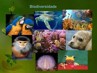 Biodiversidade
 