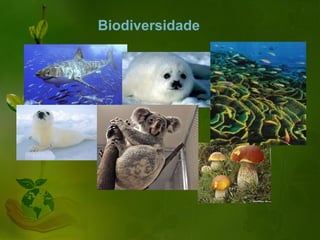 Biodiversidade
 