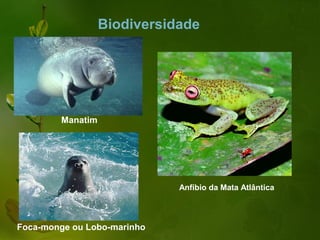 Biodiversidade




        Manatim




                             Anfíbio da Mata Atlântica



Foca-monge ou Lobo-marinho
 