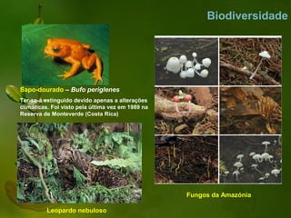 Biodiversidade




Sapo-dourado – Bufo periglenes
Ter-se-á extinguido devido apenas a alterações
climáticas. Foi visto pela última vez em 1989 na
Reserva de Monteverde (Costa Rica)




                                                   Fungos da Amazónia

          Leopardo nebuloso
 