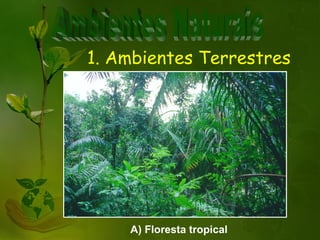 1. Ambientes Terrestres




    A) Floresta tropical
 