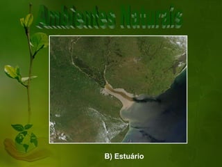 B) Estuário
 