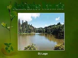D) Lago
 