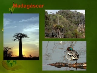 Madagáscar
 