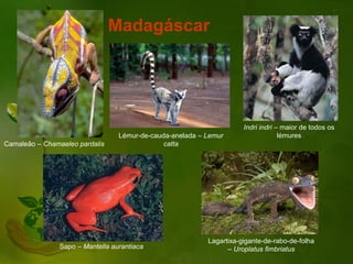 Madagáscar




                                                                      Indri indri – maior de todos os
                                  Lémur-de-cauda-anelada – Lemur                   lémures
Camaleão – Chamaeleo pardalis                  catta




                                                           Lagartixa-gigante-de-rabo-de-folha
                Sapo – Mantella aurantiaca                       – Uroplatus fimbriatus
 