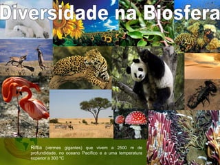 Riftia (vermes gigantes) que vivem a 2500 m de
profundidade, no oceano Pacífico e a uma temperatura
superior a 300 ºC
 