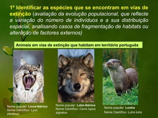 1º Identificar as espécies que se encontram em vias de
 extinção (avaliação da evolução populacional, que reflecte
 a variação do número de indivíduos e a sua distribuição
 espacial, analisando casos de fragmentação de habitats ou
 alteração de factores externos)

     Animais em vias de extinção que habitam em território português




Nome popular: Lince-Ibérico   Nome popular: Lobo-Ibérico
                              Nome Científico: Canis lupus   Nome popular: Lontra
Nome Científico: Lynx
                              signatus                       Nome Científico: Lutra lutra
pardinus
 