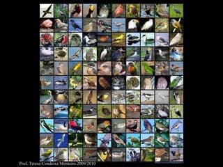 Prof. Teresa Condeixa Monteiro 2009/2010 