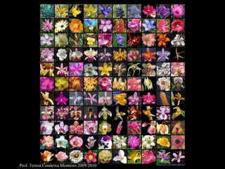 Prof. Teresa Condeixa Monteiro 2009/2010 
